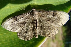 Ypthima apicalis - Braunmarmorierter Baumspanner (Wellenlinien-Rindenspanner)